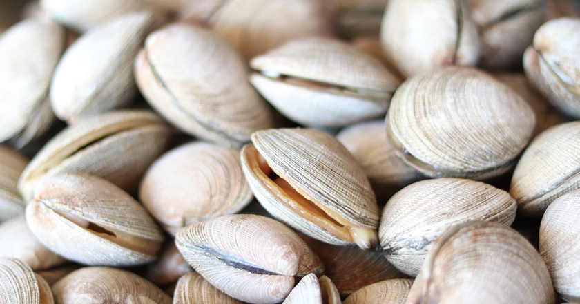 The Local Producer In Kumamoto Prefecture Is Also A Victim Of The Problem Of Asari Clams Mislabeled As Produced In Kumamoto Prefecture Meiji Net Meiji University